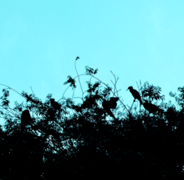 Between Sky and Shadow